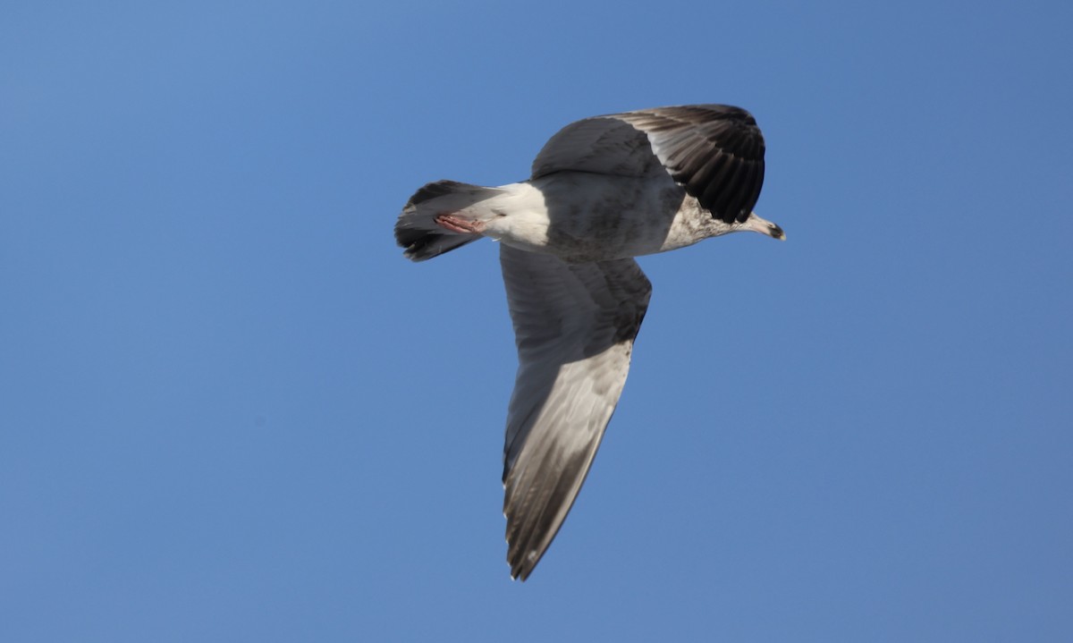 American Herring Gull - ML647169296
