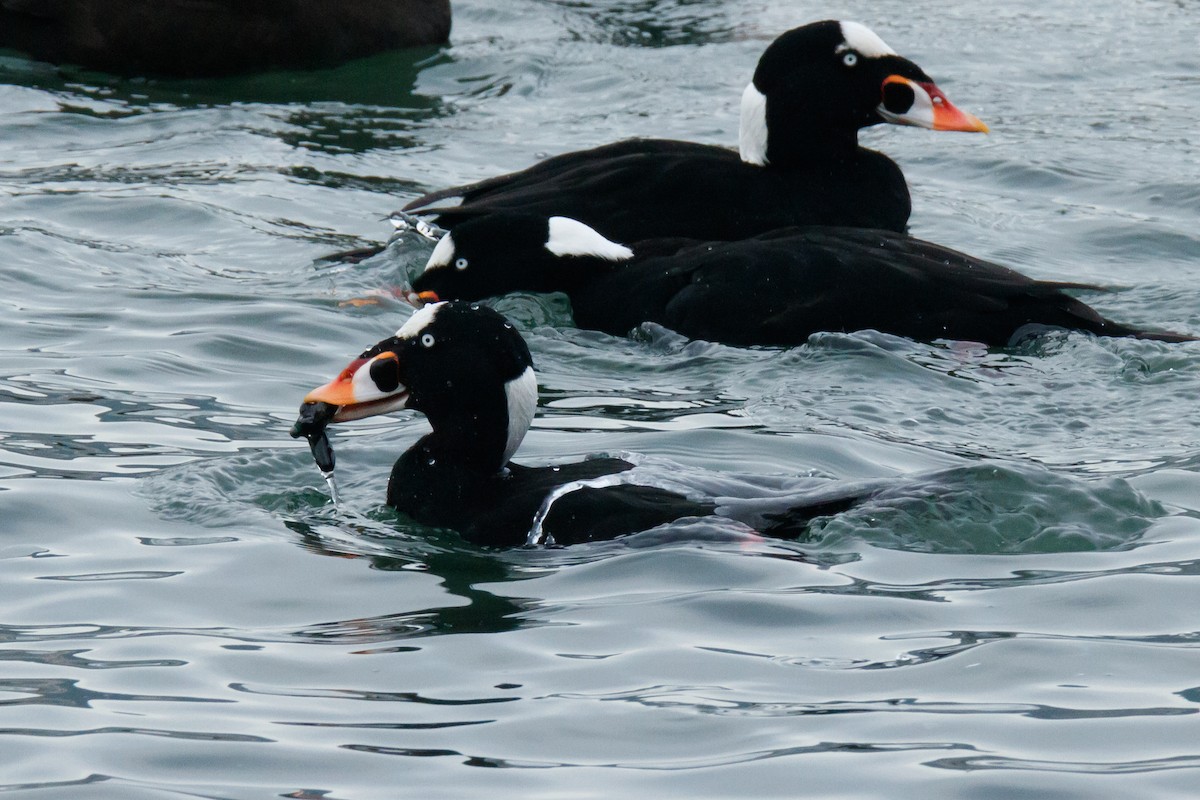 Surf Scoter - ML647169297