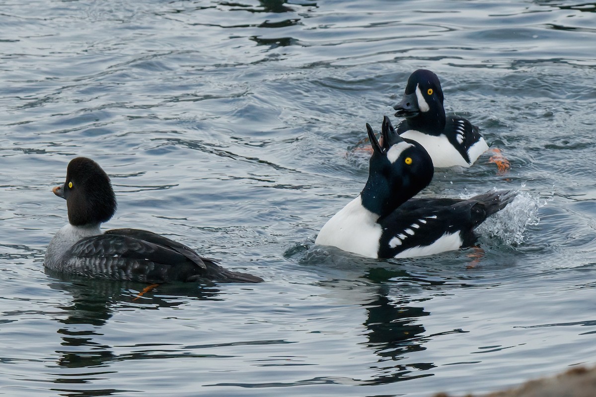 Barrow's Goldeneye - ML647169311