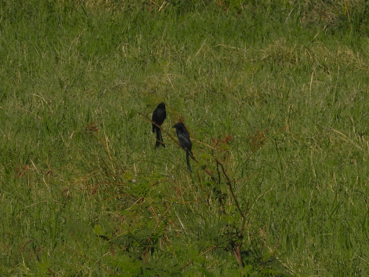 drongo černý - ML647169312