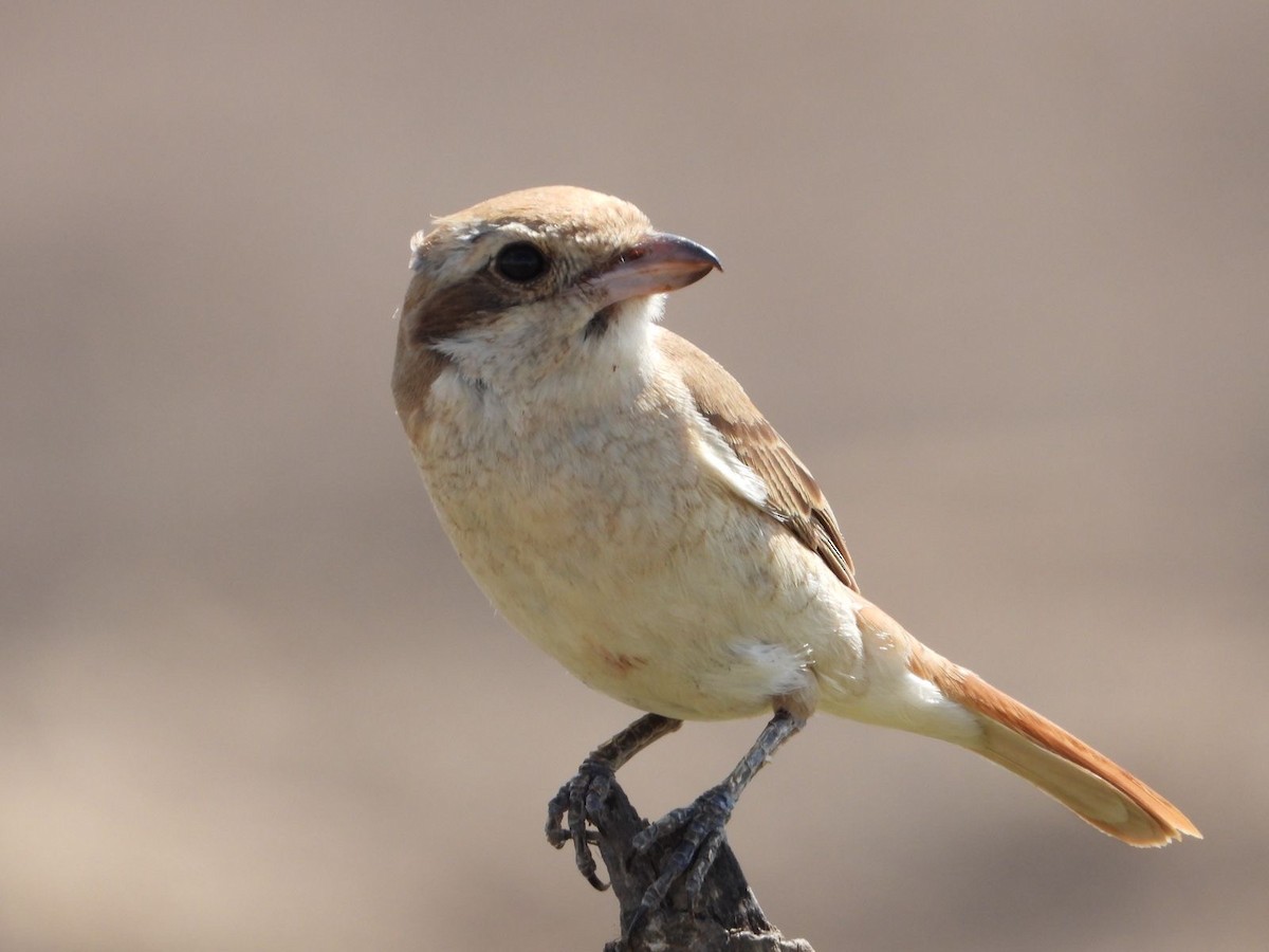 Isabellwürger - ML647169317