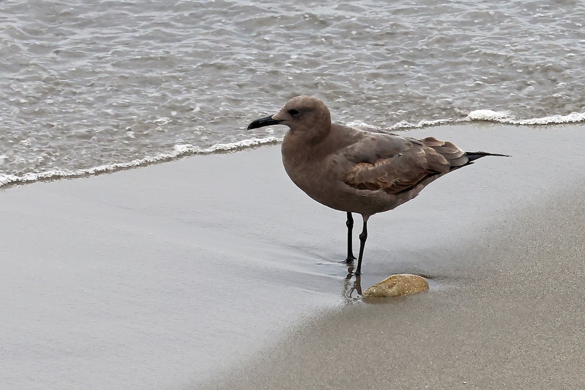 racek tmavý - ML647169318