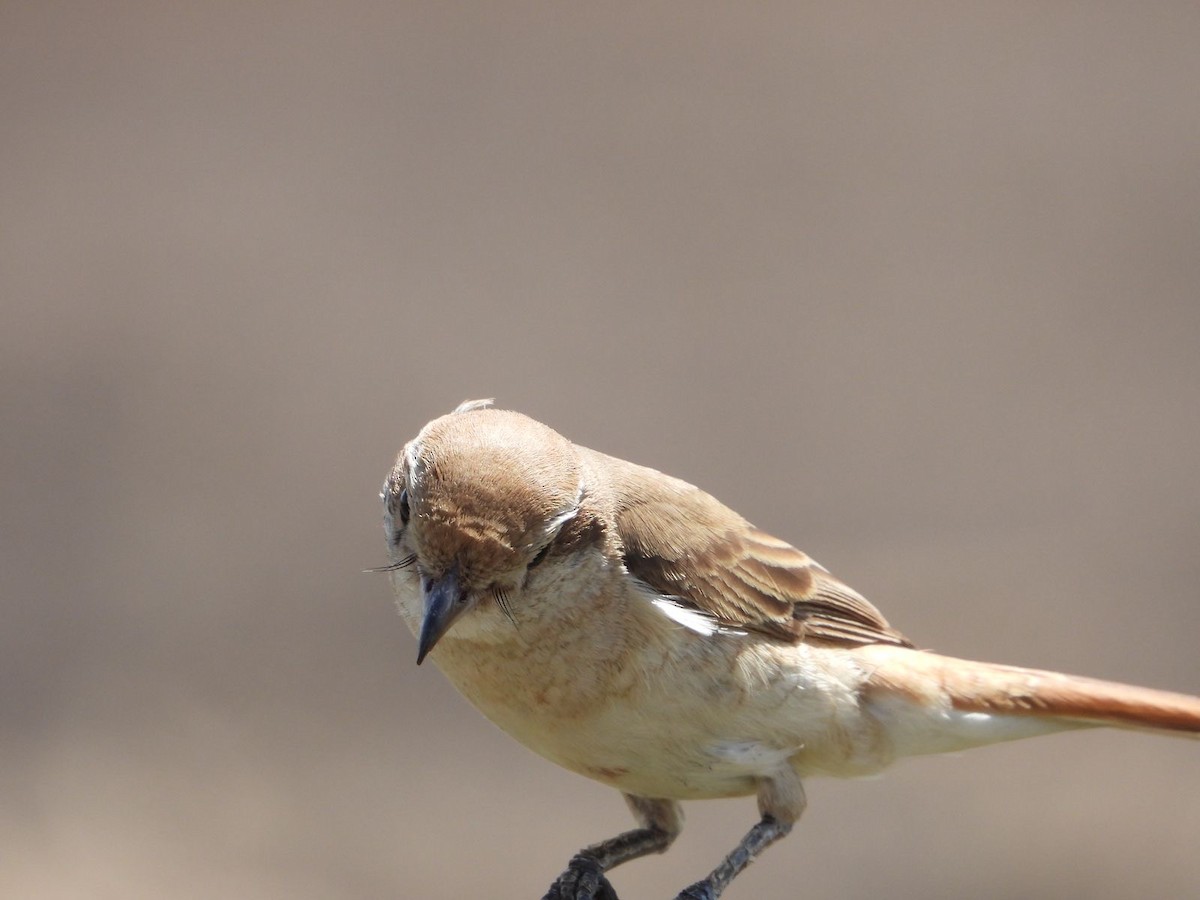 Isabellwürger - ML647169320