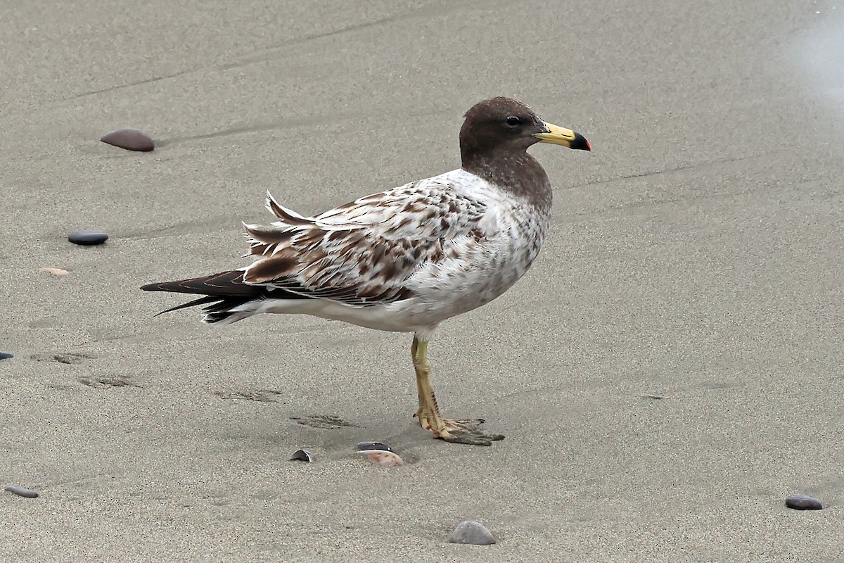 Belcher's Gull - ML647169321