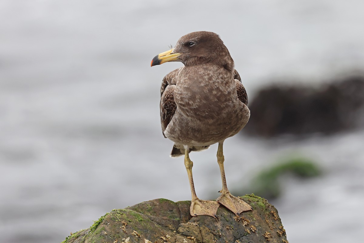 Belcher's Gull - ML647169323