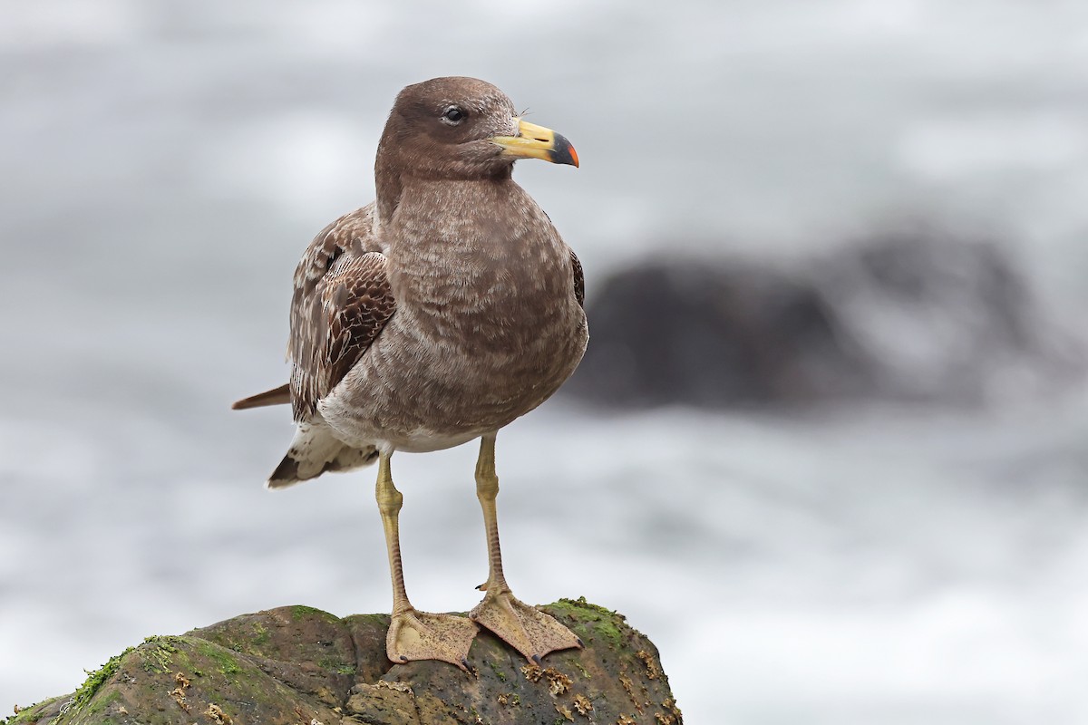 Belcher's Gull - ML647169325
