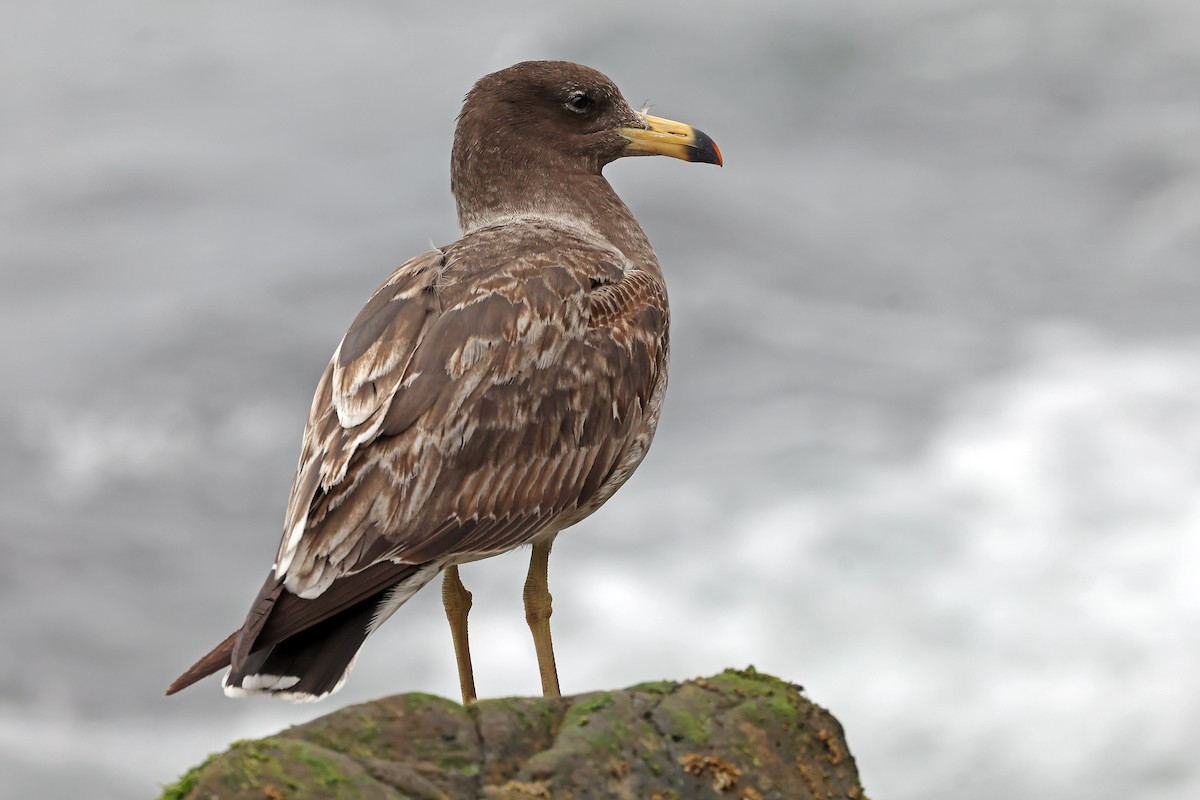 Belcher's Gull - ML647169326