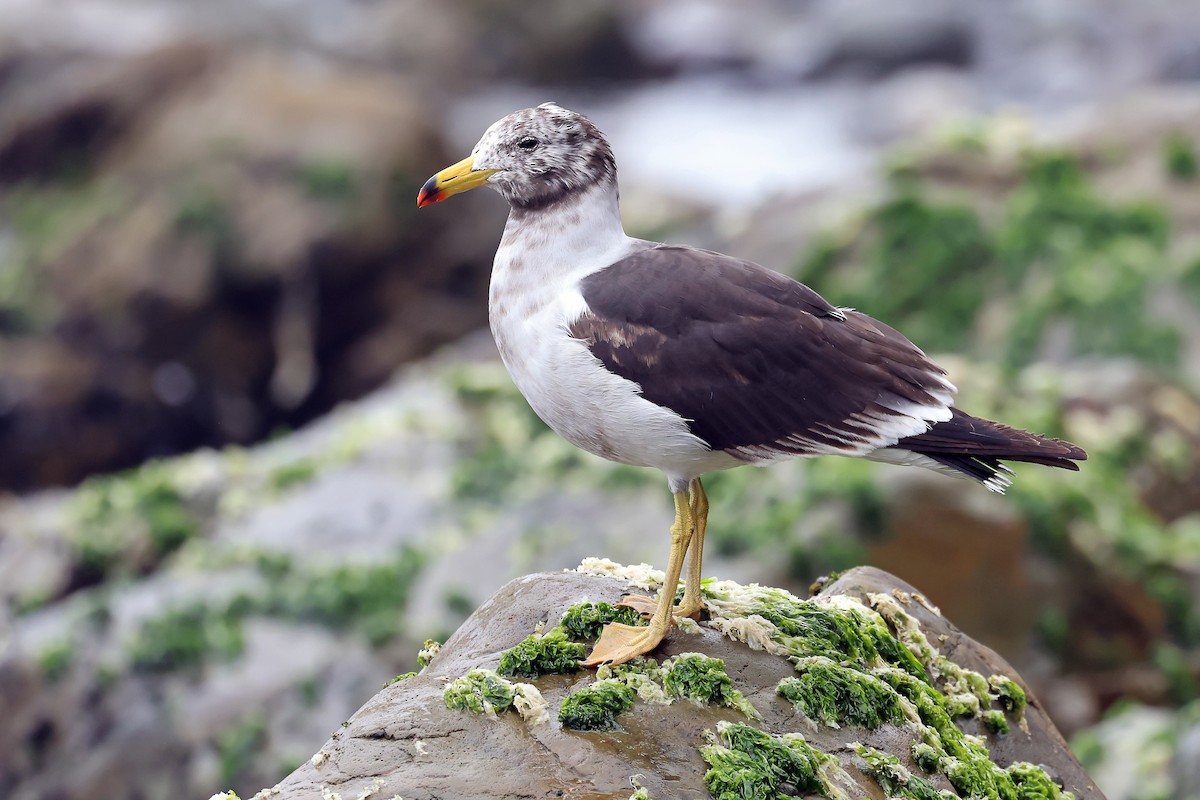 Belcher's Gull - ML647169327