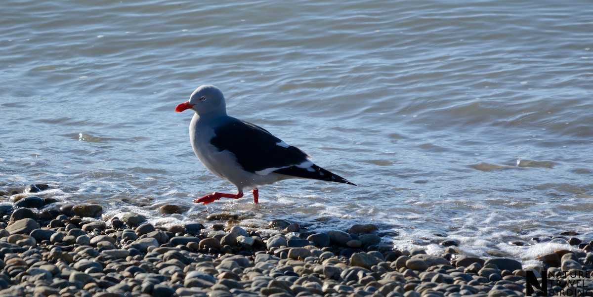 Dolphin Gull - ML647169329