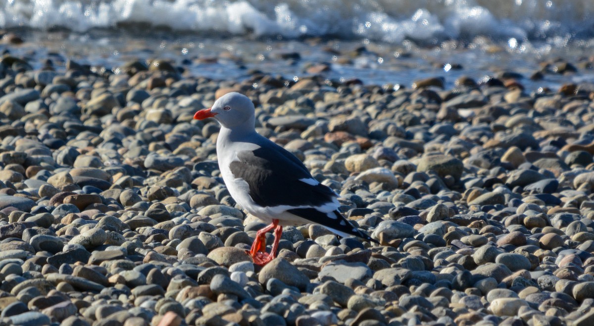 Dolphin Gull - ML647169330