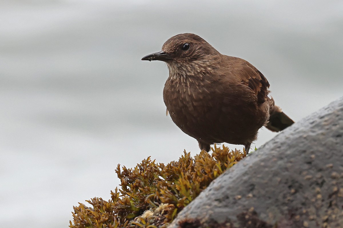 Береговая трясохвостка - ML647169343