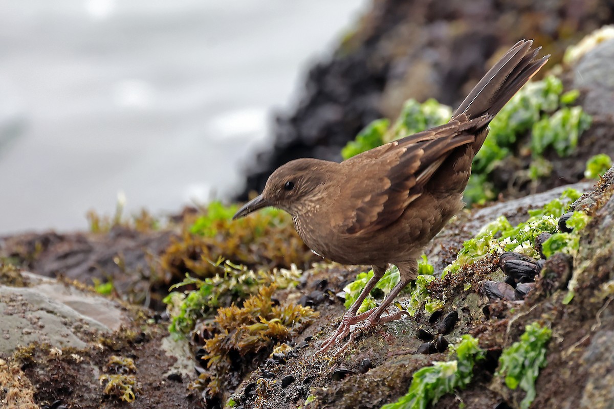 Береговая трясохвостка - ML647169344