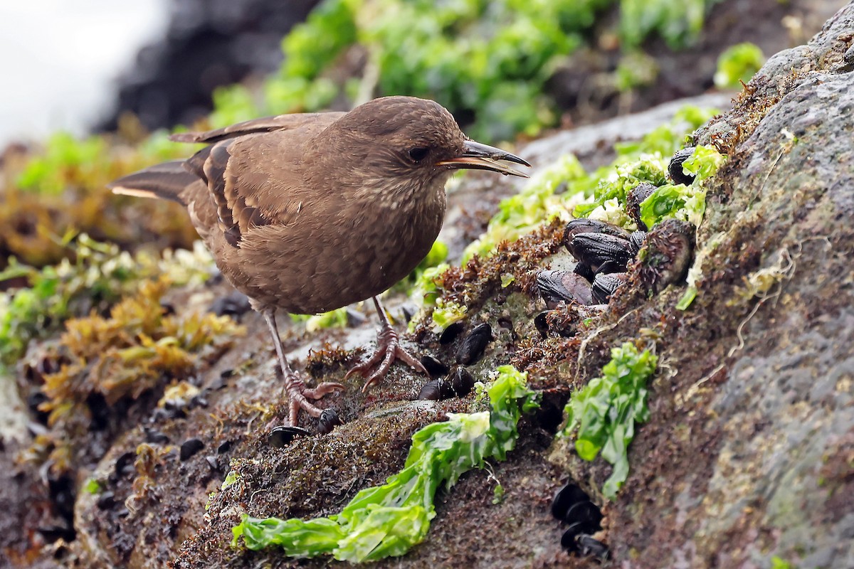 Береговая трясохвостка - ML647169346