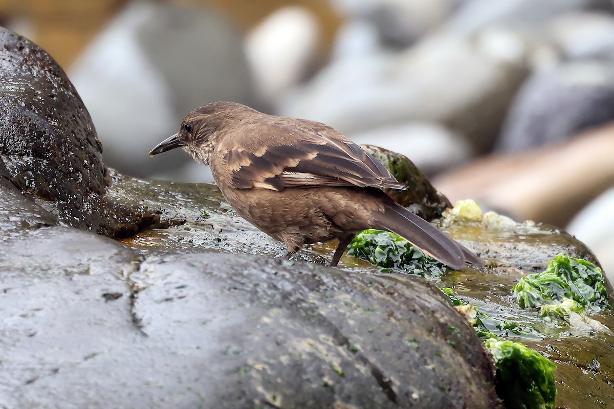 Береговая трясохвостка - ML647169347