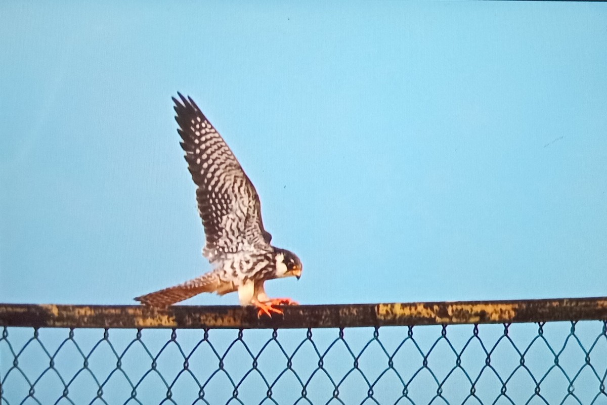 Amur Falcon - ML647169348