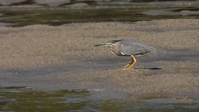 Little Heron - ML647169349