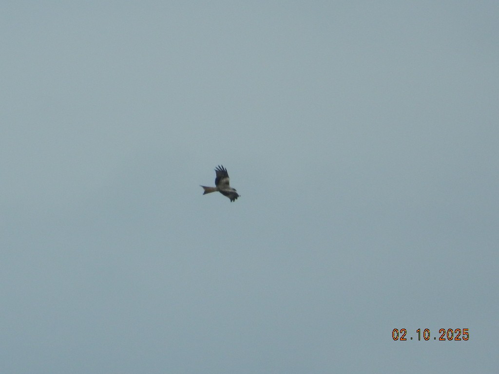 Red Kite - ML647169351