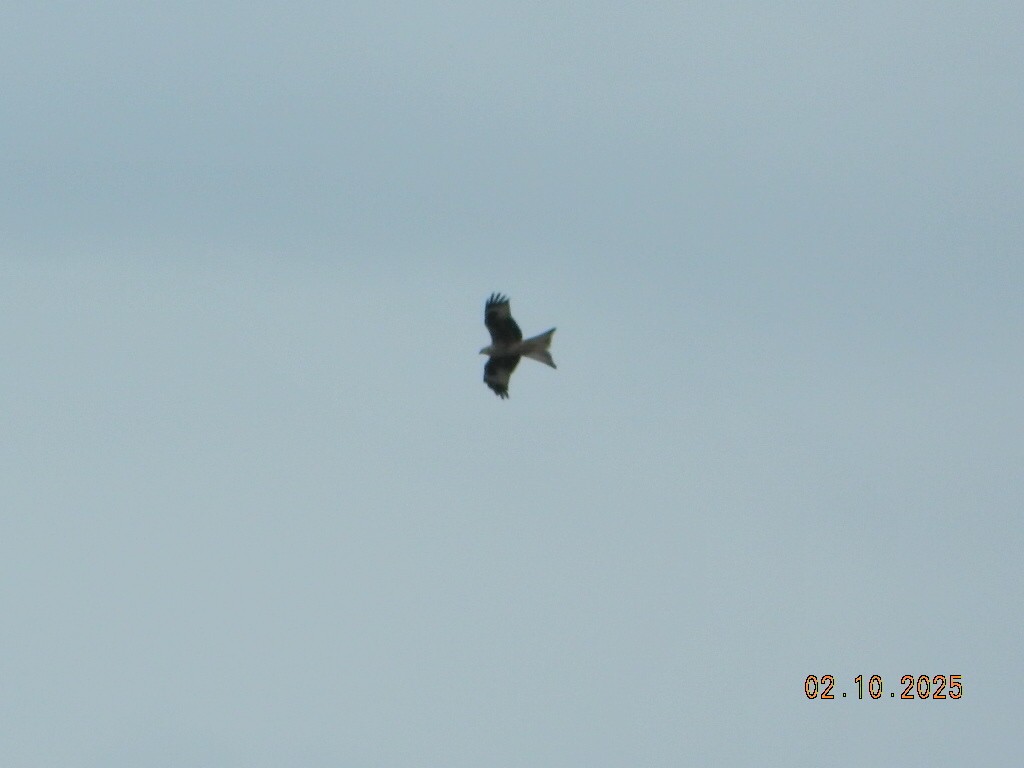 Red Kite - ML647169352