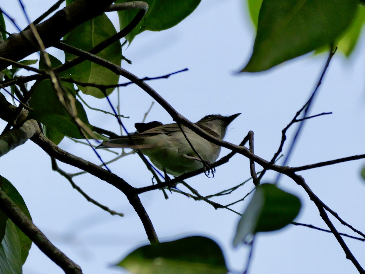 Mangrove Whistler - ML647169355