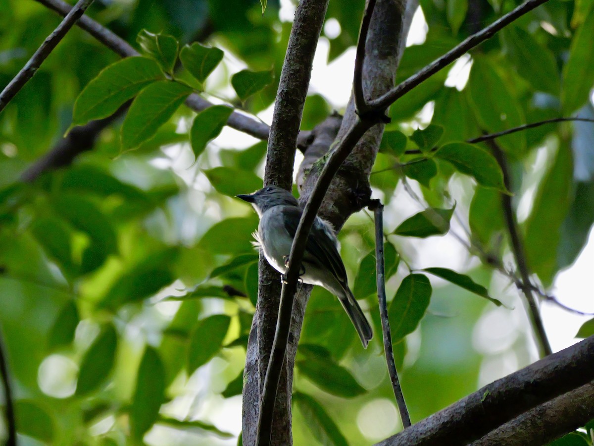 Mangrove Whistler - ML647169356