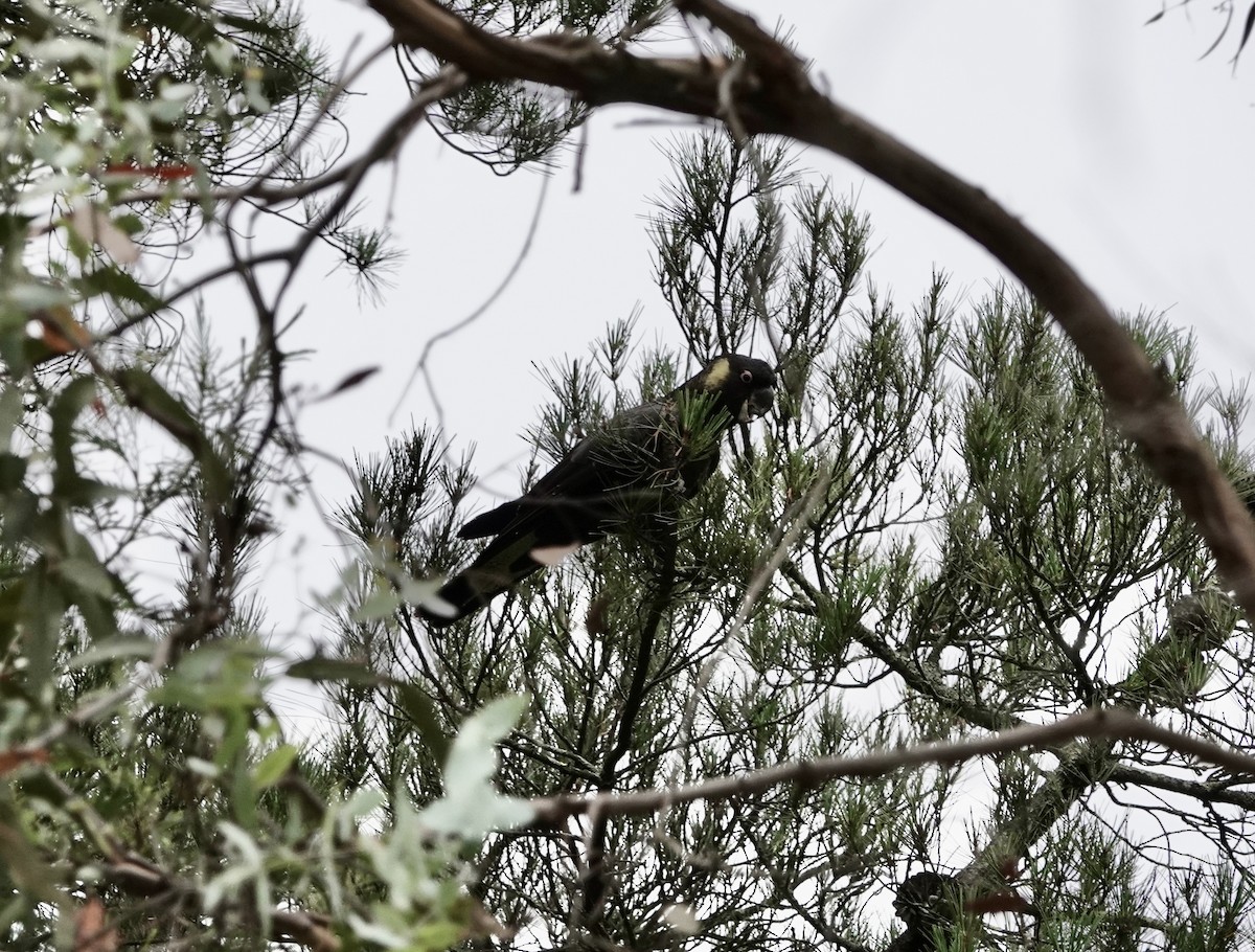 キイロオクロオウム - ML647169357