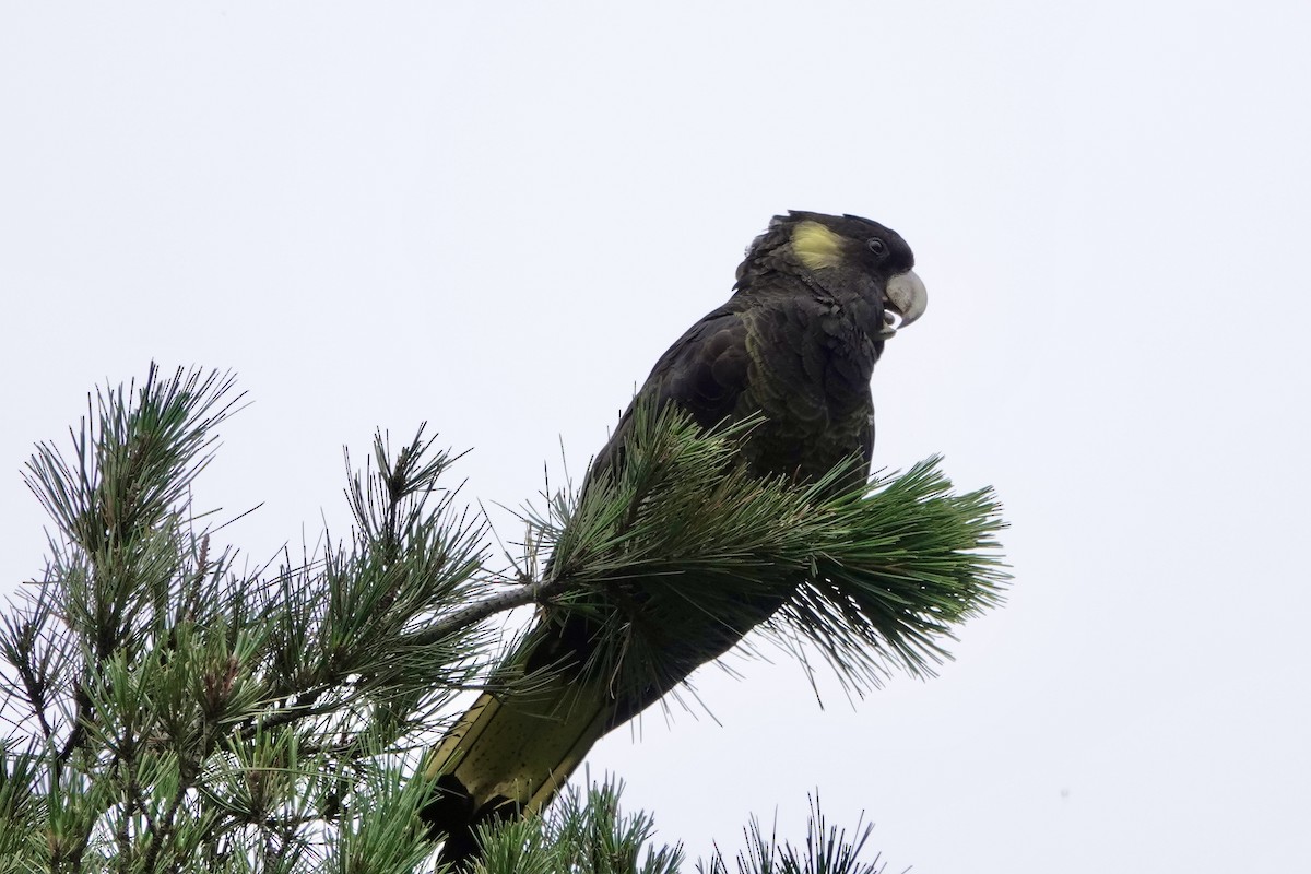 キイロオクロオウム - ML647169358