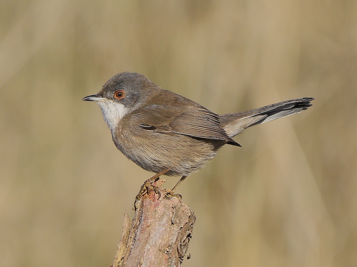 Sardinian Warbler - ML647169359