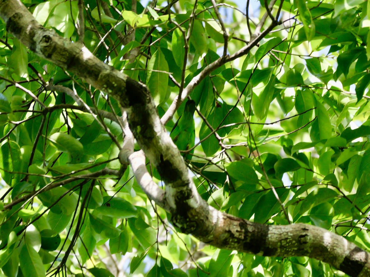 Yellow-throated Leafbird - ML647169362