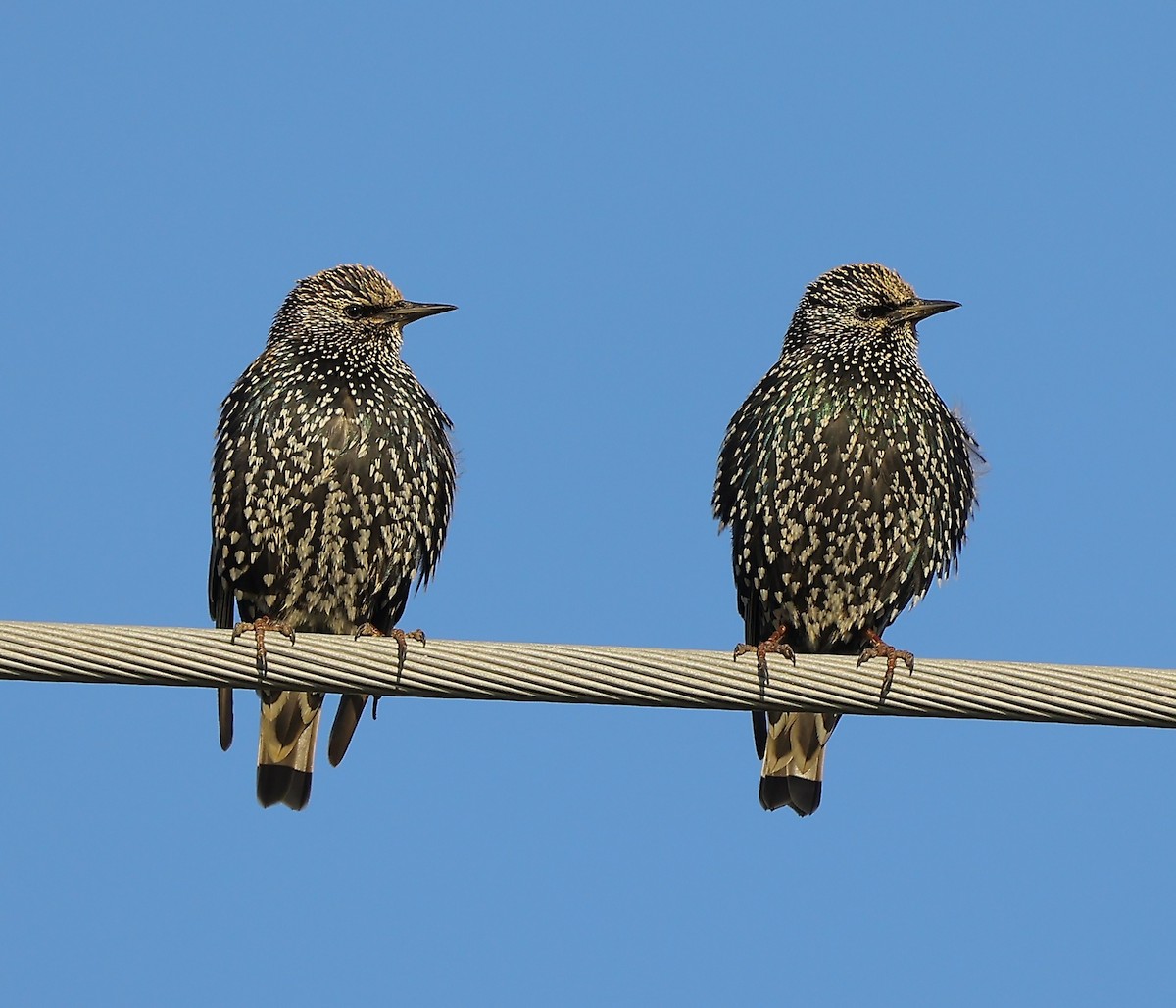 Sığırcık - ML647169364