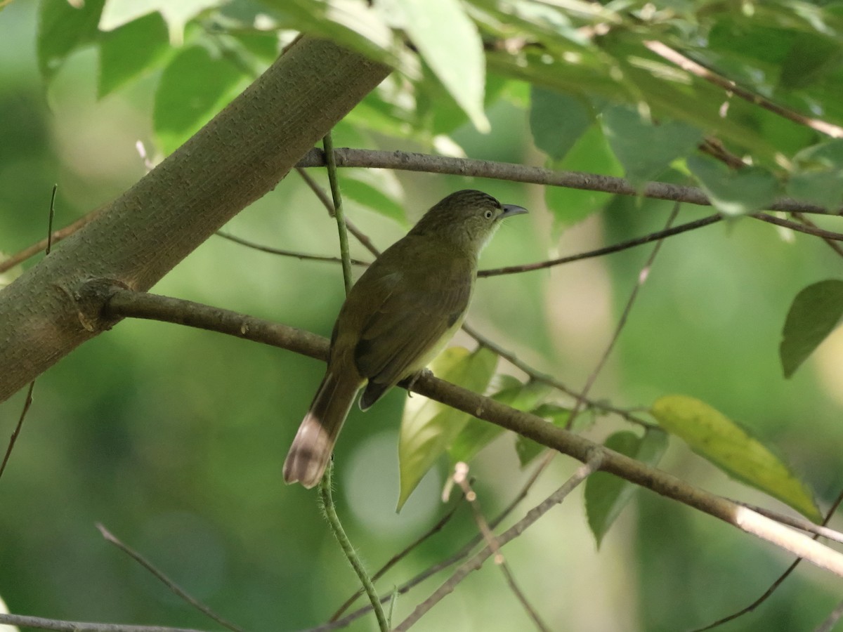 Sulphur-bellied Bulbul - ML647169365
