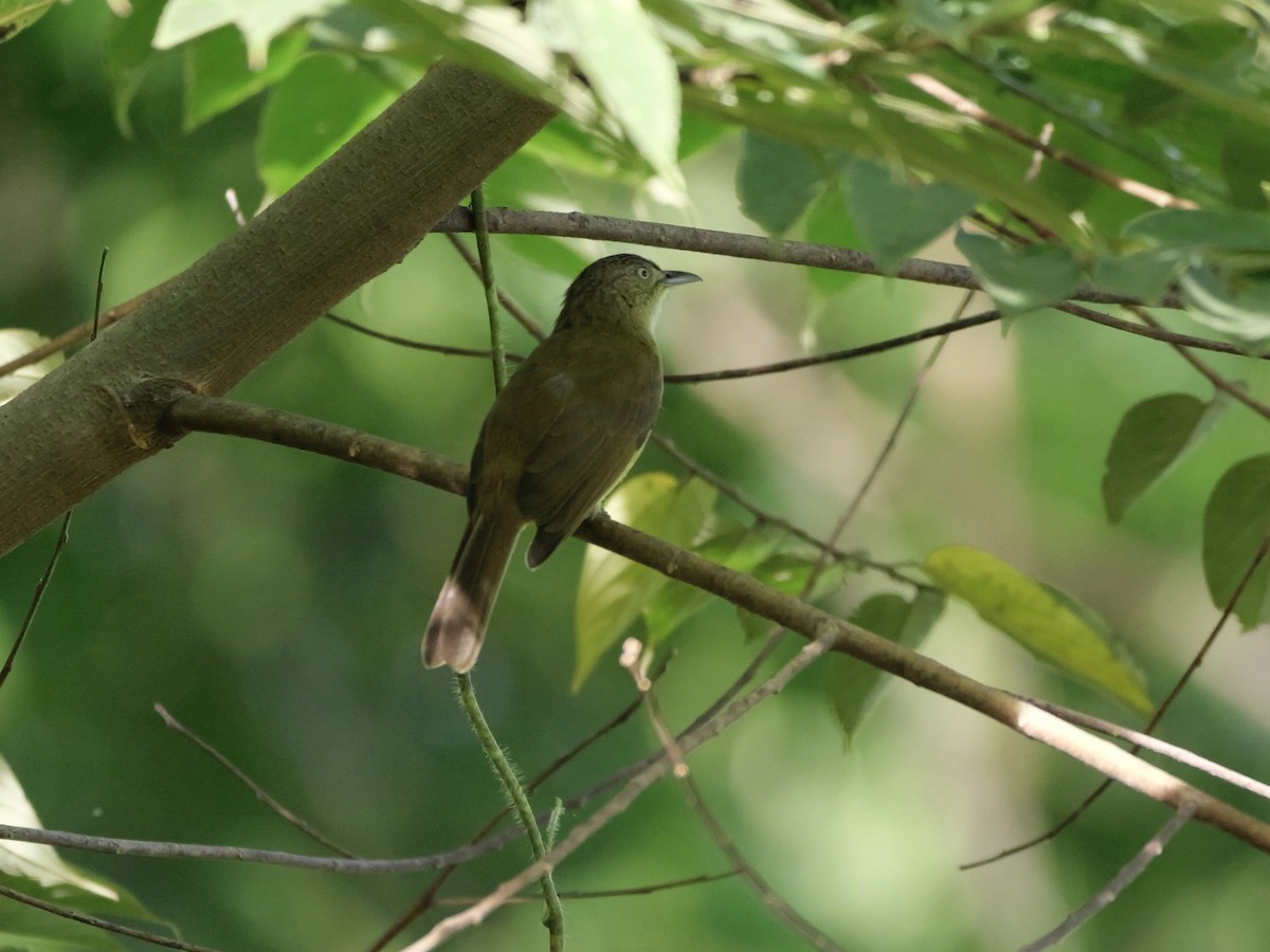 Sulphur-bellied Bulbul - ML647169366