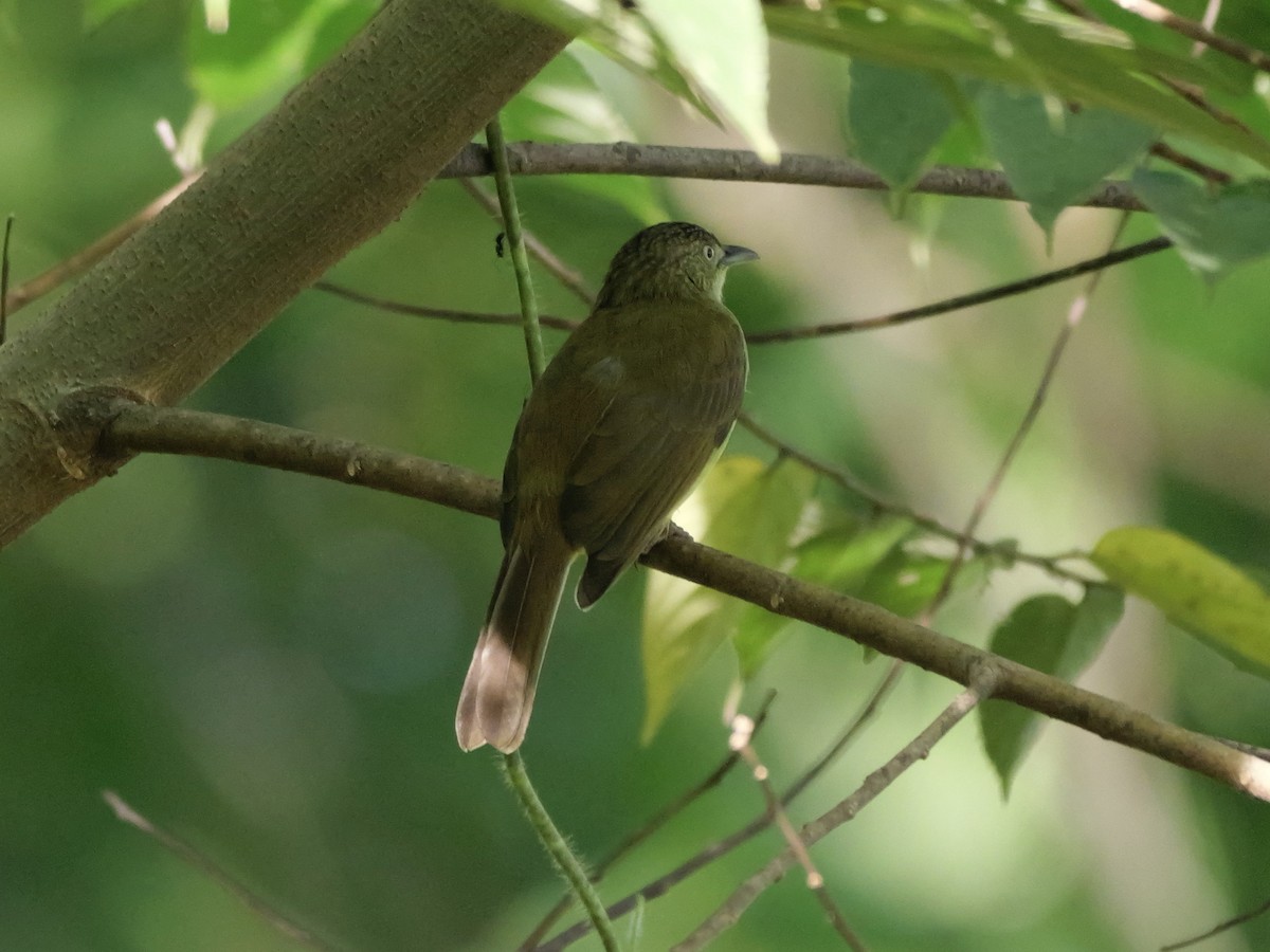 Sulphur-bellied Bulbul - ML647169367