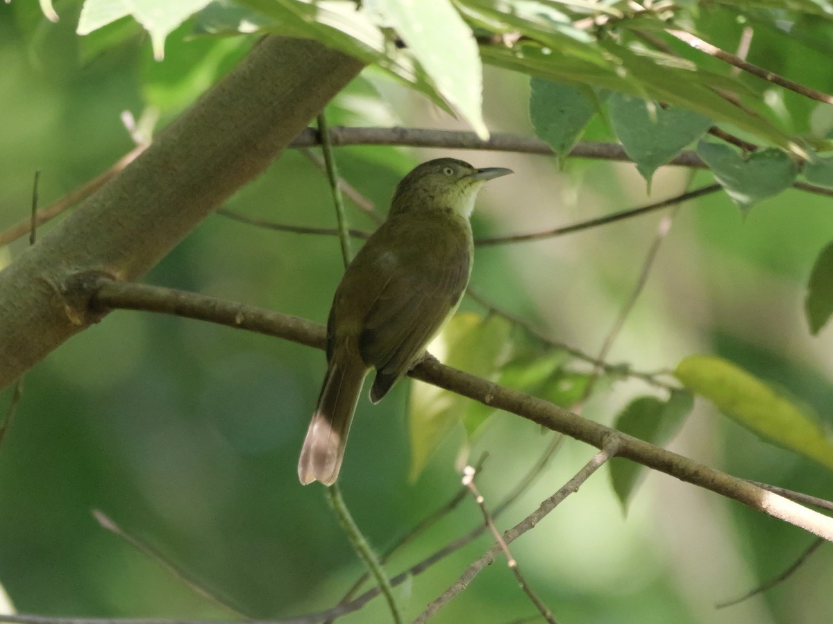 Sulphur-bellied Bulbul - ML647169368