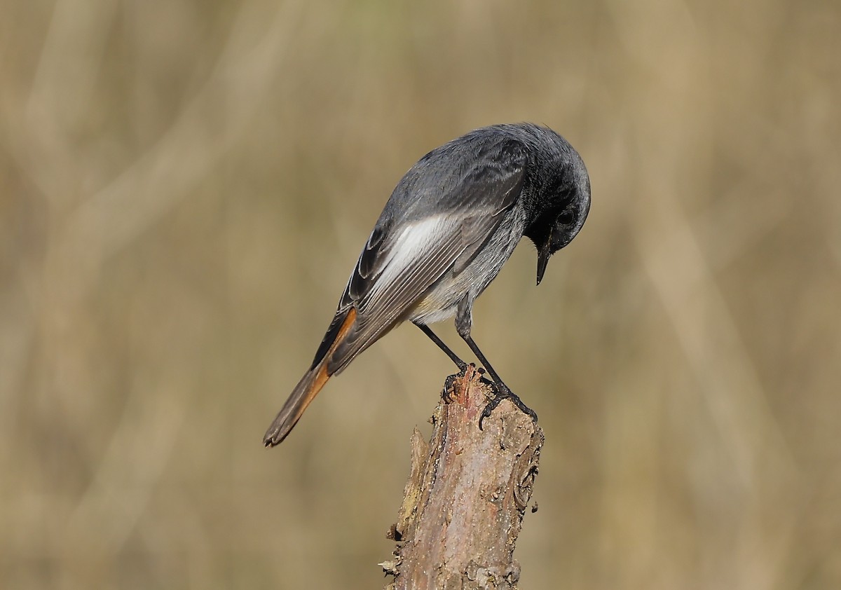 Kara Kızılkuyruk - ML647169370