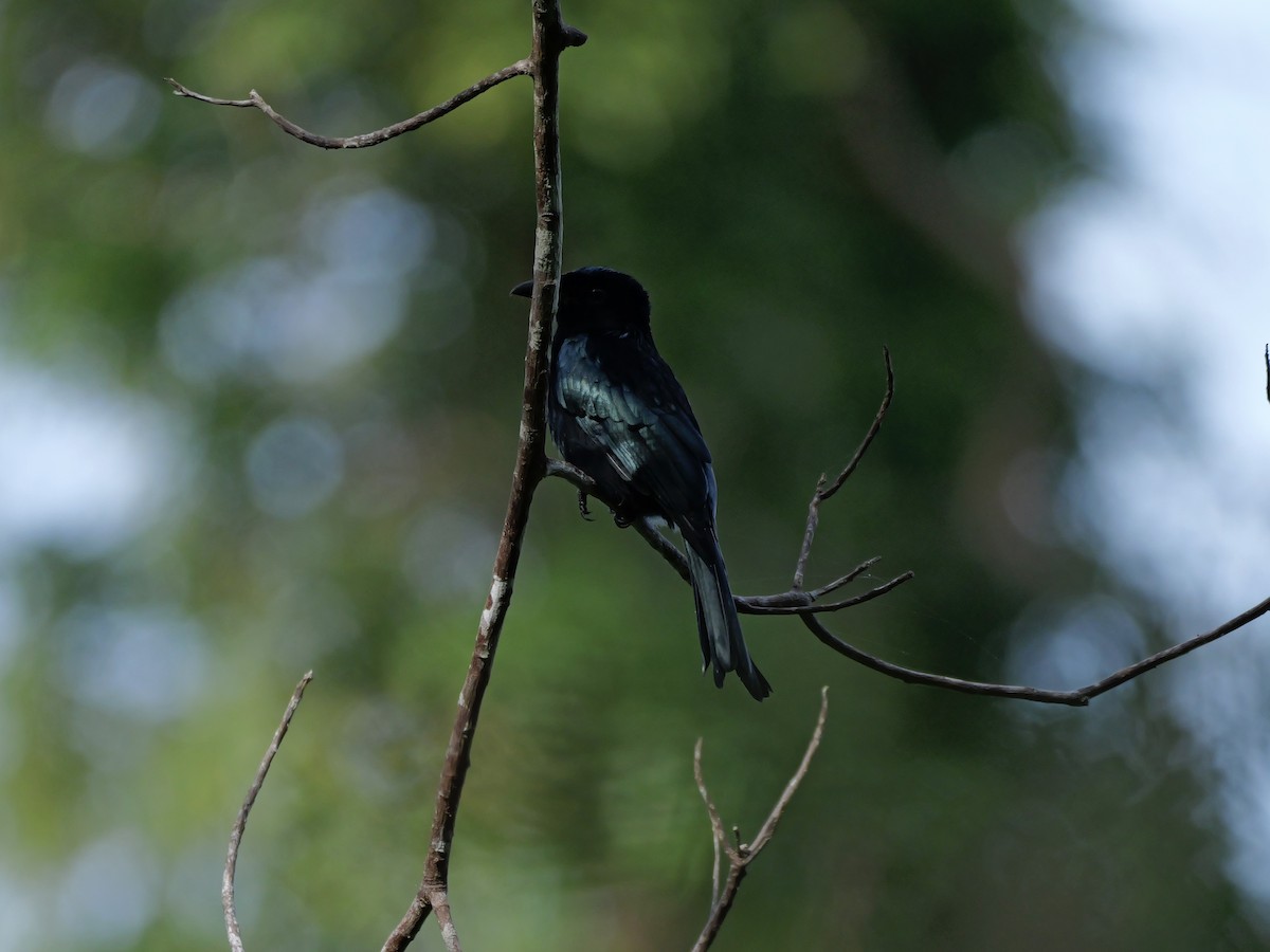 Palawan Drongo - ML647169371