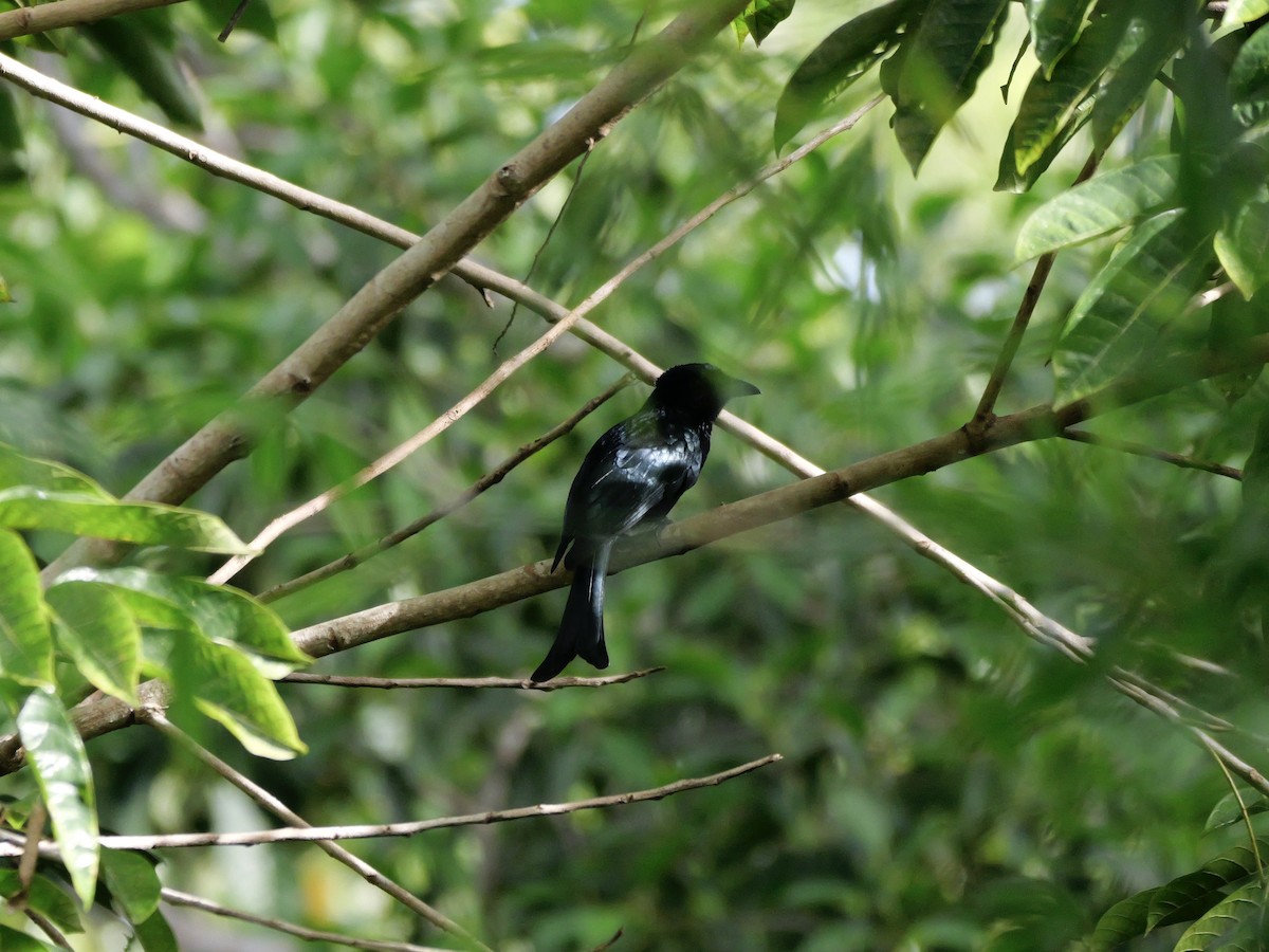 Palawan Drongo - ML647169372
