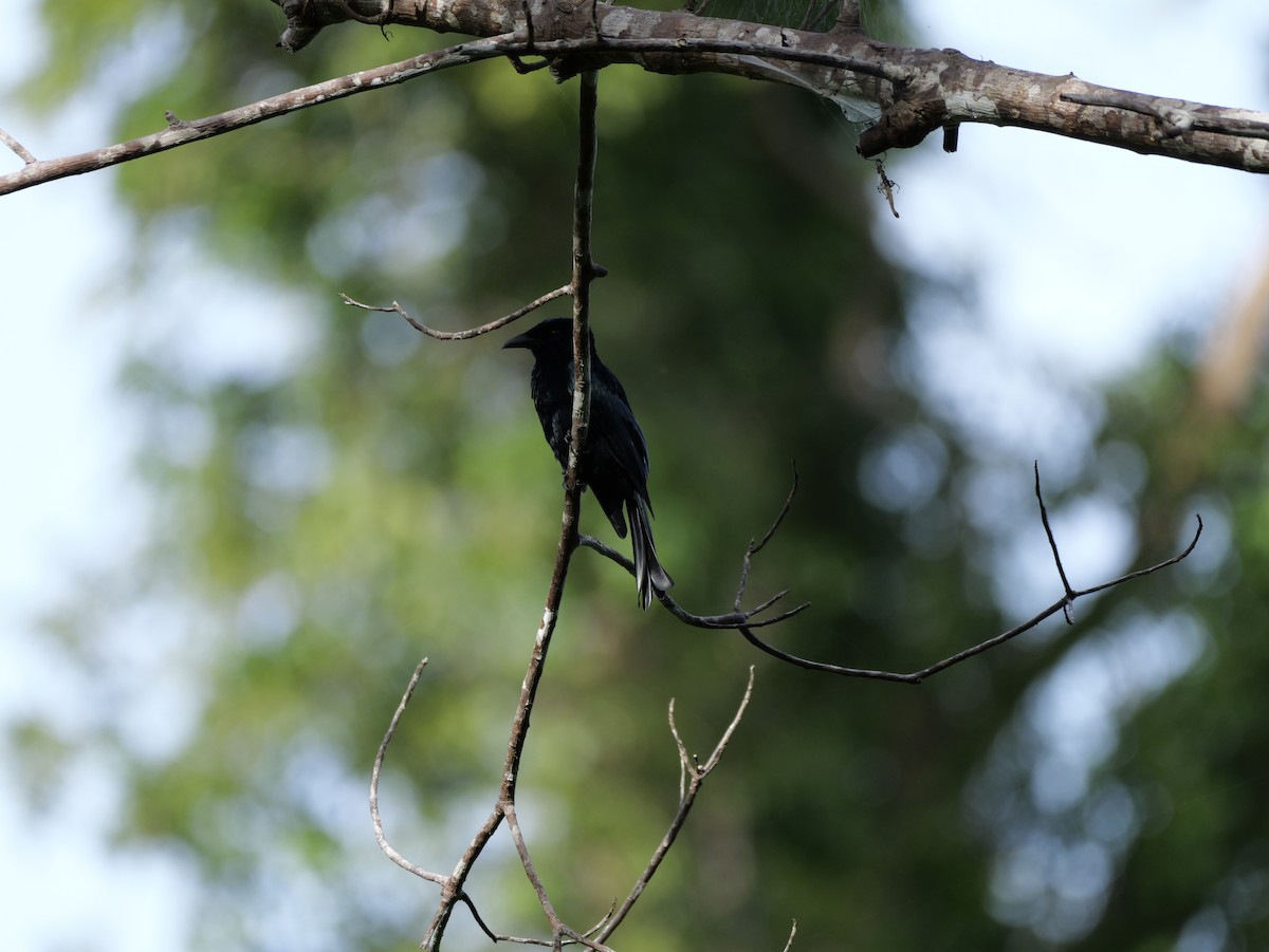 Palawan Drongo - ML647169373