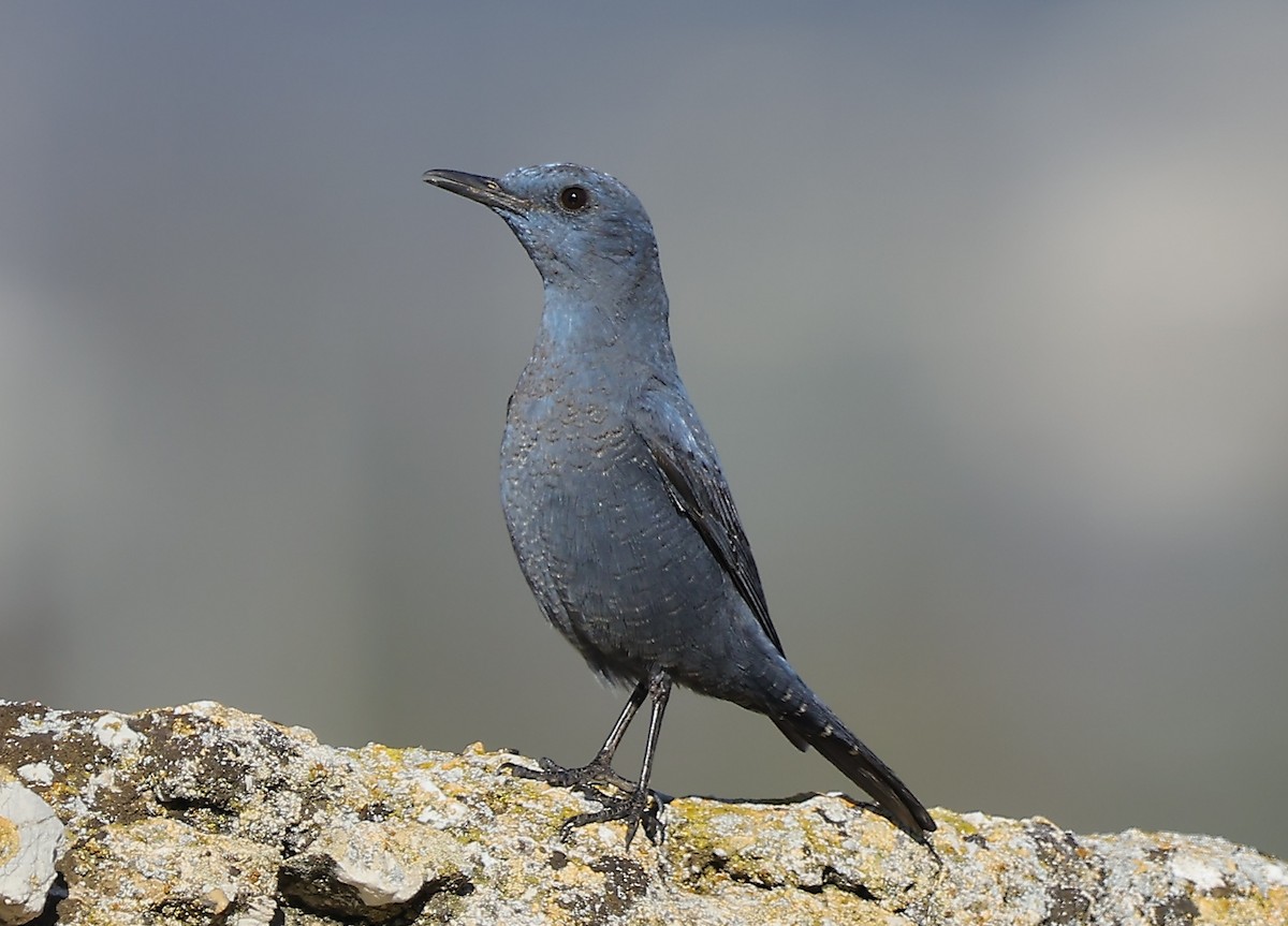 Gökardıç - ML647169374