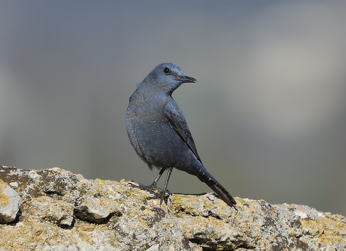 Gökardıç - ML647169375