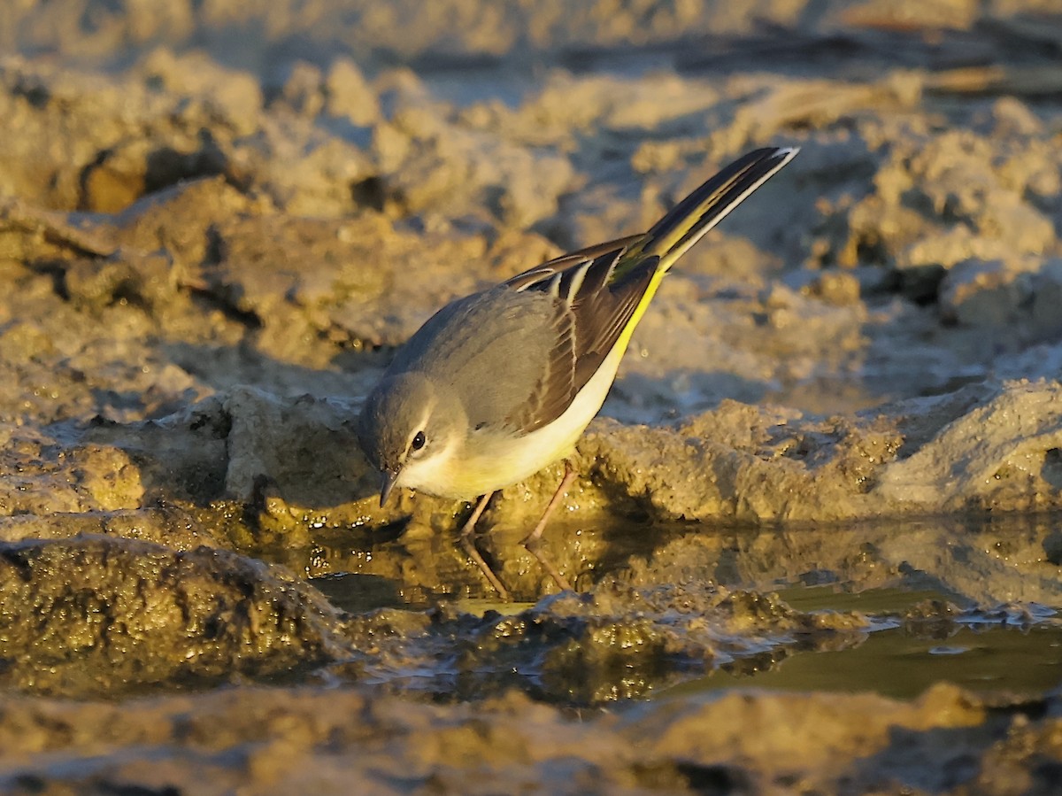 Dağ Kuyruksallayanı - ML647169382