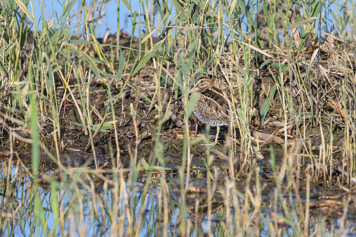חרטומית ביצות - ML647169383