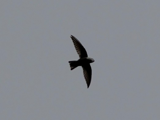 Philippine Swiftlet - ML647169384