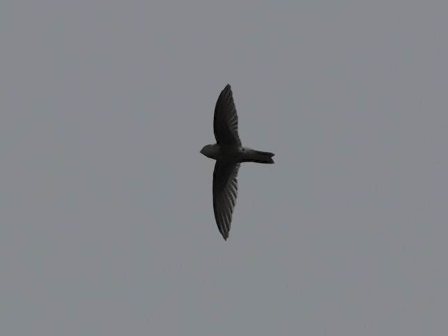Philippine Swiftlet - ML647169385
