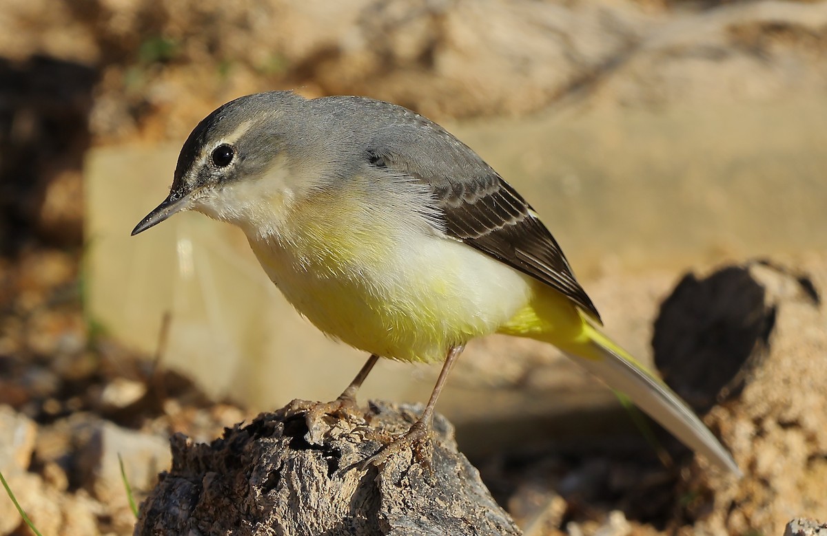 Dağ Kuyruksallayanı - ML647169386