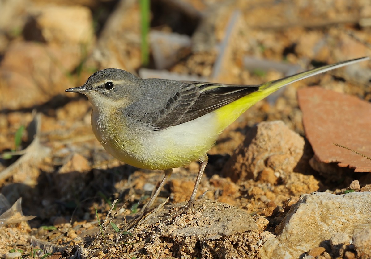 Dağ Kuyruksallayanı - ML647169387