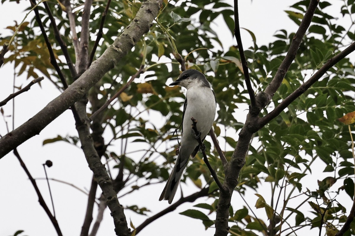 Ashy Minivet - ML647169388
