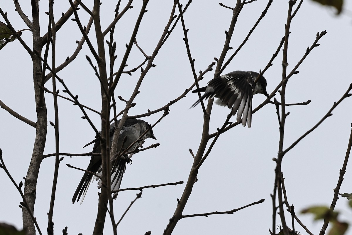 Ashy Minivet - ML647169389