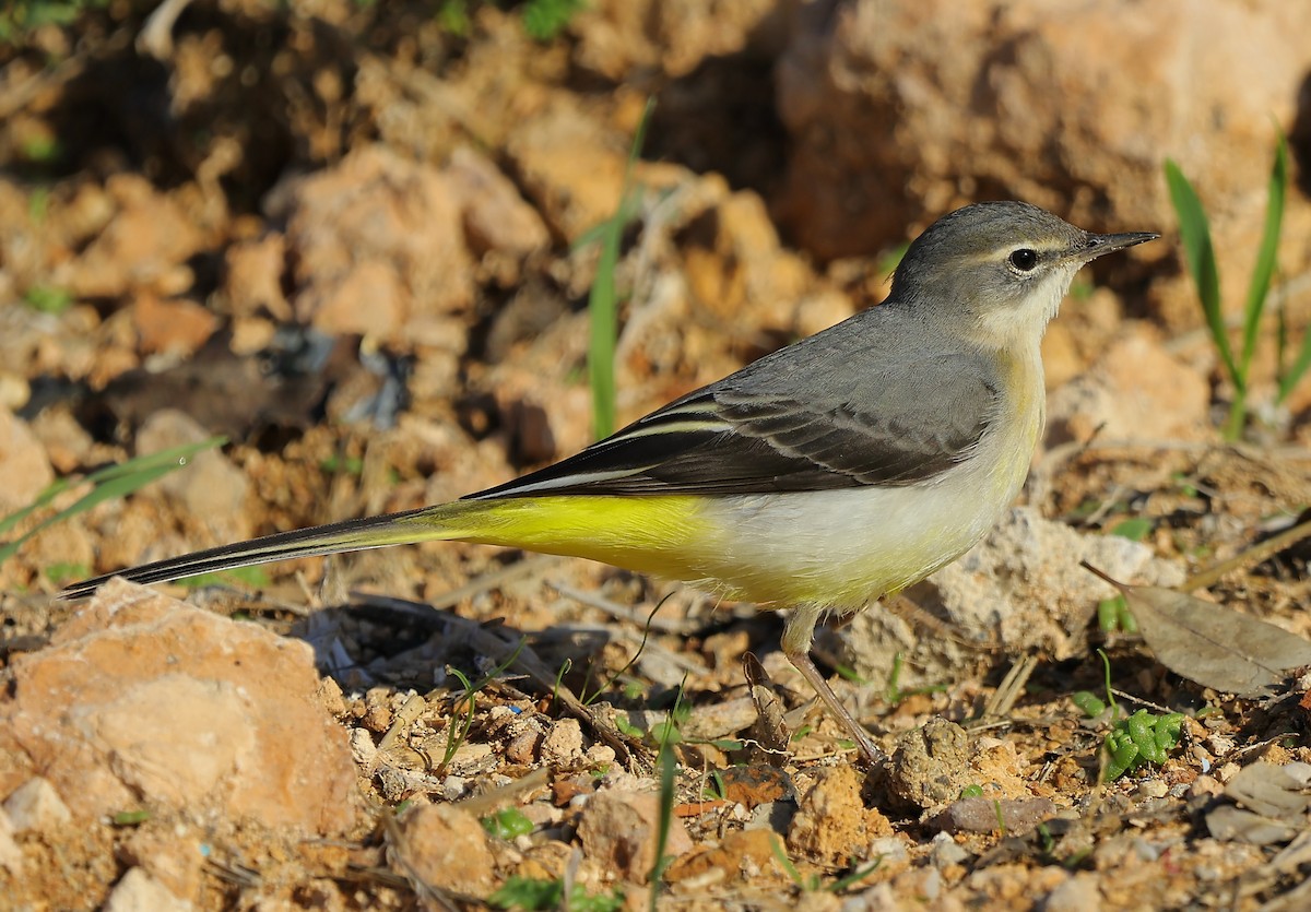 Dağ Kuyruksallayanı - ML647169390