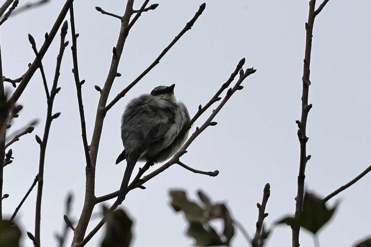 Ashy Minivet - ML647169391