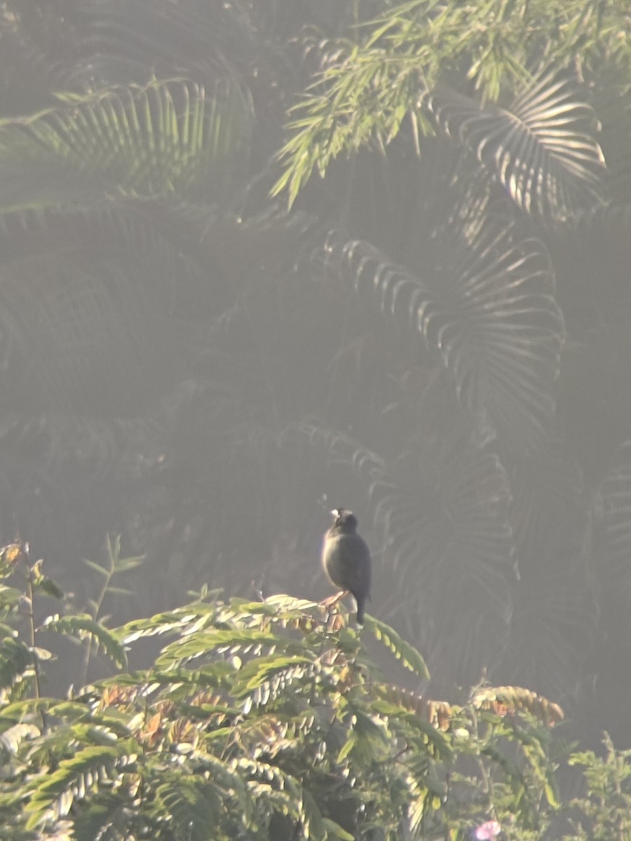 Martin forestier - ML647169392